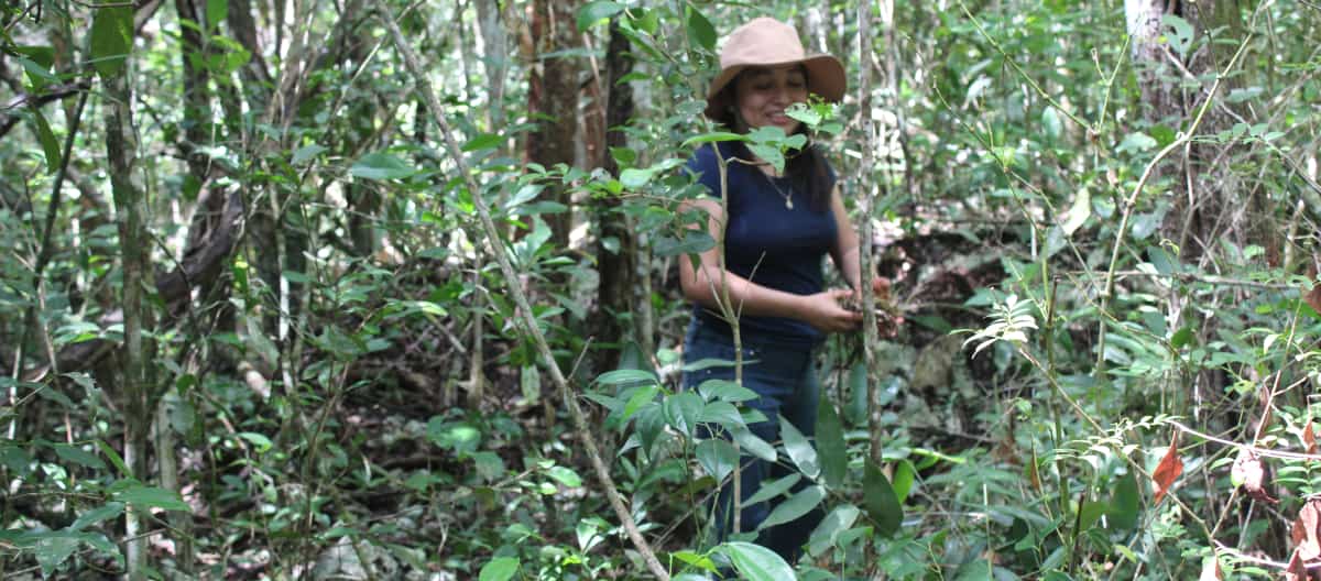 Dans la forêt tropicale du Yucatán