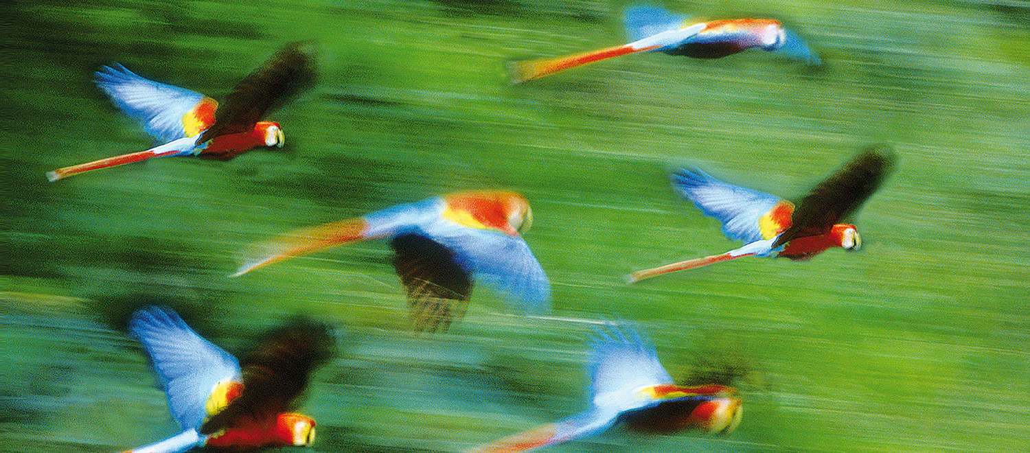 Des aras volent sur fond de forêt tropicale