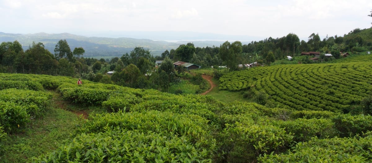 Village Batwa à l’arrière plan d’une plantation de thé mitoyenne du parc national de Kahuzi-Biega