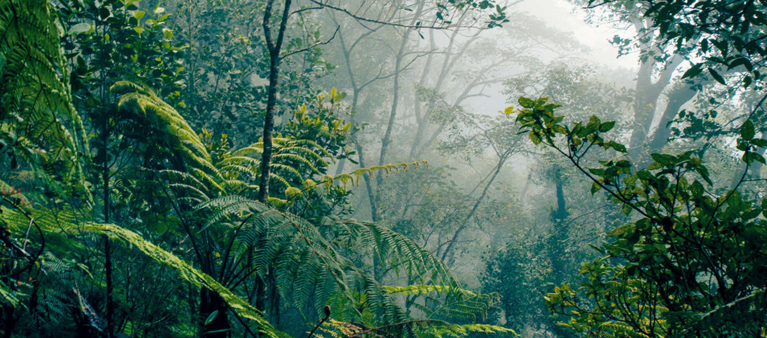 Forêt tropicale de Bornéo