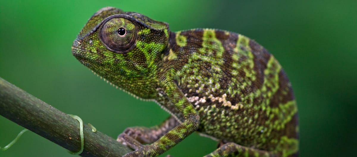 Un Caméléon à l’apparence tigrée de profil sur une branche sur un fond vert foncé