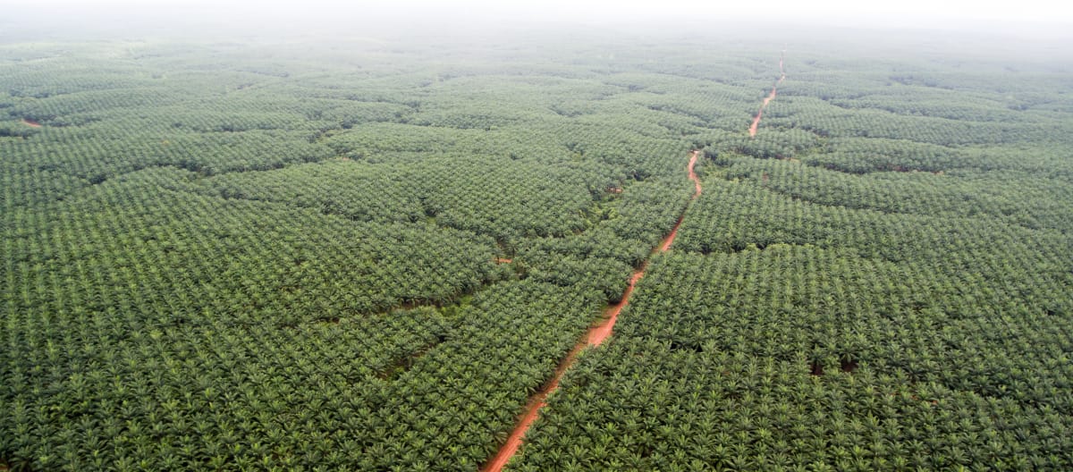 Vue aérienne sur une monoculture d’huile de palme de l’entreprise Korindo