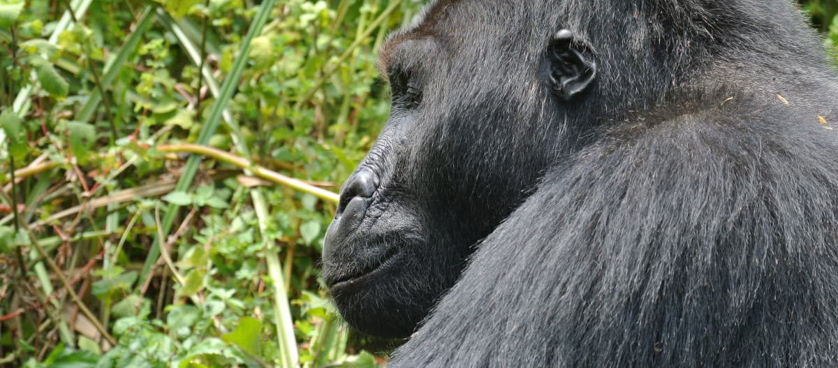 Vue de profil et en gros plan d’un gorille des plaines de l’Est dans le parc national de Kahuzi-Biega