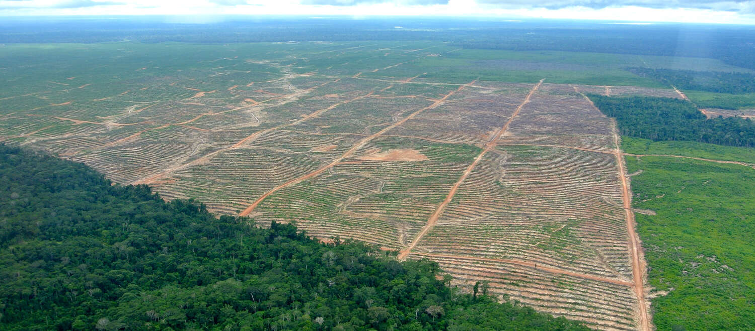 Photo aérienne d’un défrichage au profit de l’huile de palme au Pérou