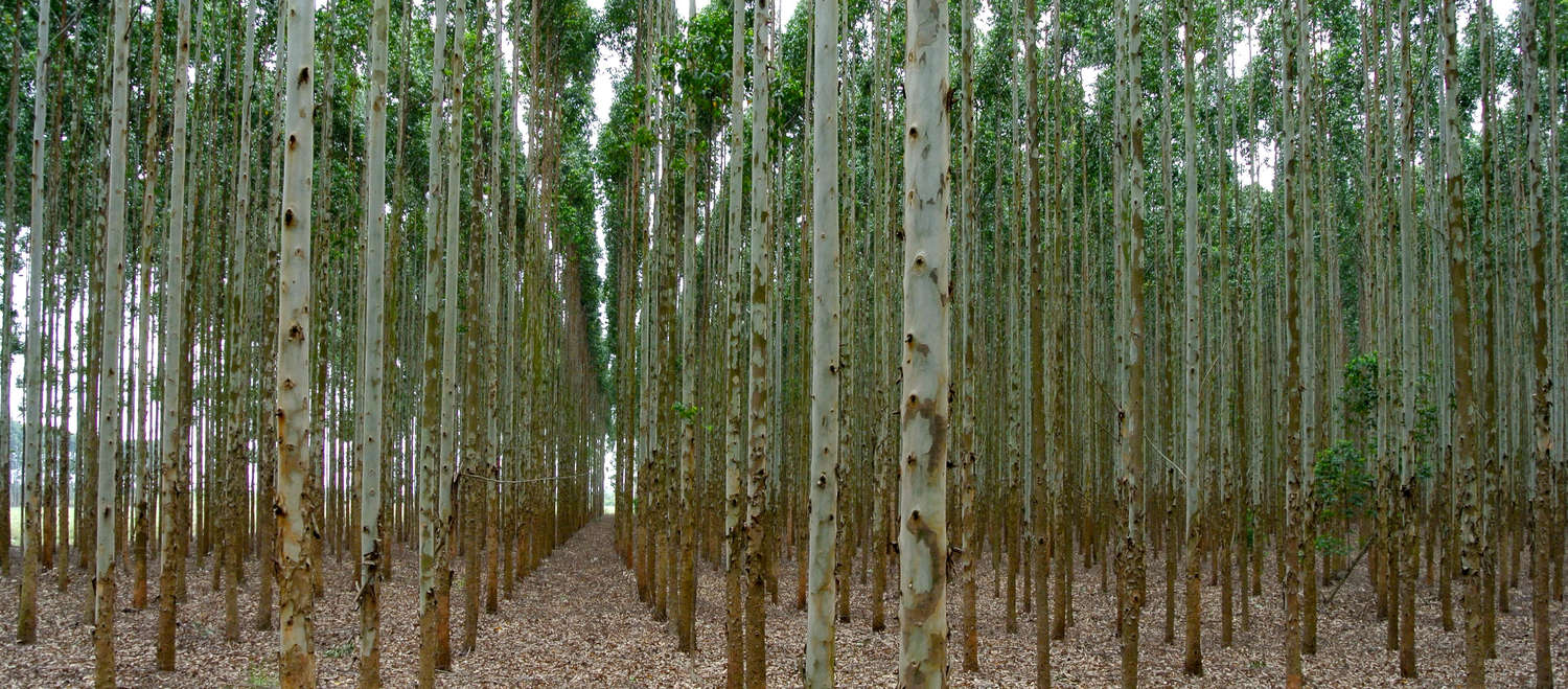 Plantation d’eucalyptus en Afrique du Sud destinée à la fabrication de cellulose