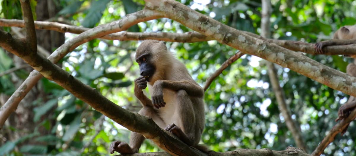 Primate assis sur la branche d’un arbre