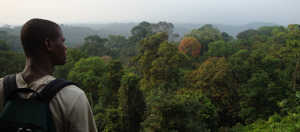 Un homme de dos observe le panorama offert par une forêt tropicale au sud du parc national de Korup (Cameroun)