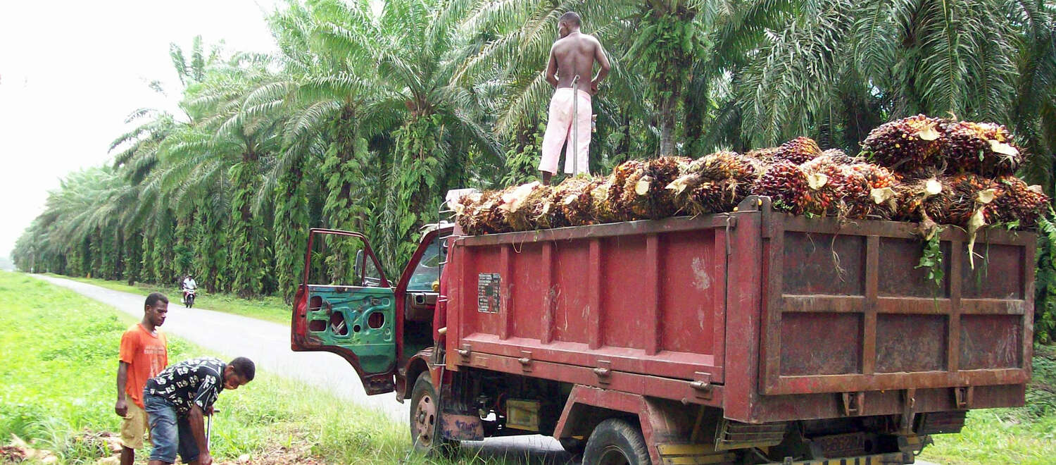 Plantation de palmiers à huile près de Manokwari, en Papouasie occidentale