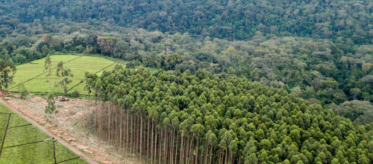 Plantation monoculture d’eucalyptus dans la forêt de Mau au Kenya
