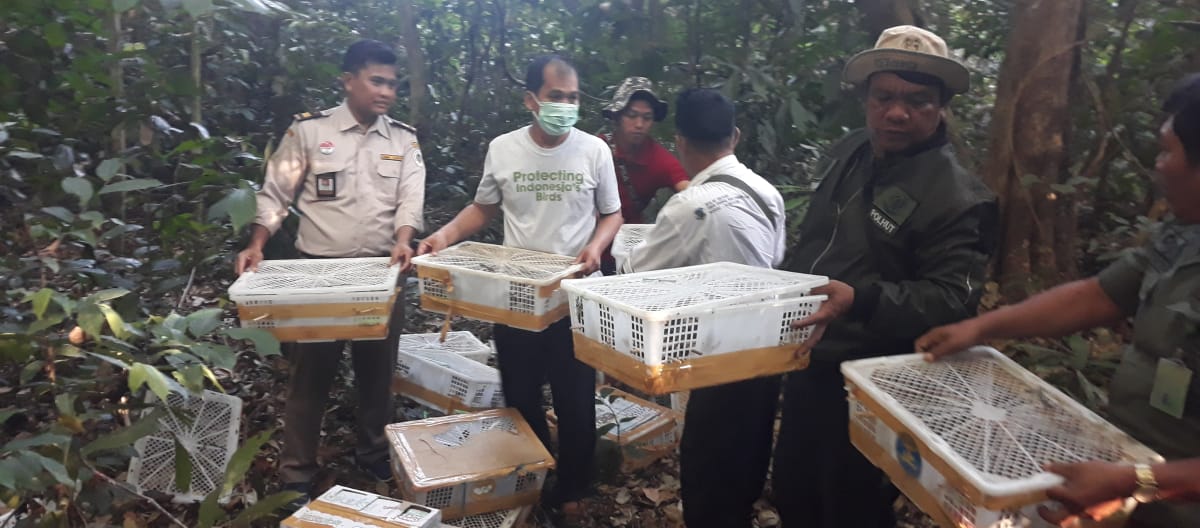 Des membres de l’organisation FLIGHT relâchent dans la forêt des oiseaux sauvages capturés par des trafiquants en Indonésie
