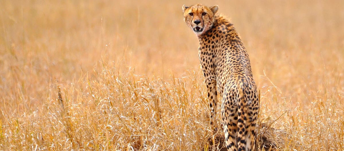 Guépard (Acinonyx jubatus) dans le Serengeti