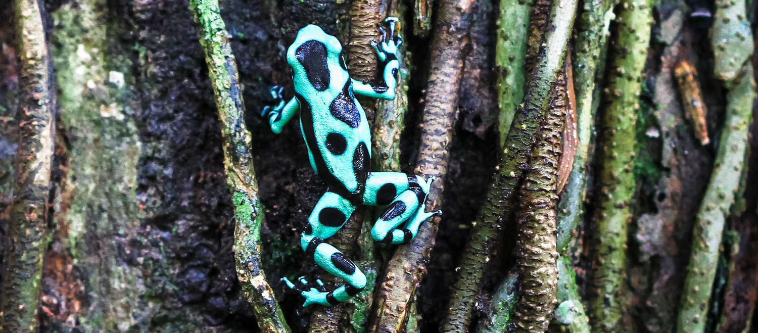 Un dendrobate vert et noir (Dendrobates auratus) grimpe à un arbre au Costa Rica