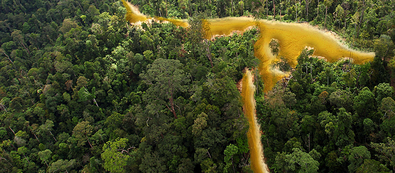 Vue aérienne d'une forêt tropicale sillonnée par une rivière dorée