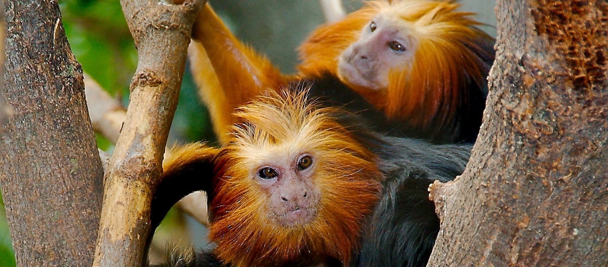 Deux tamarins-lion à tête dorée (Leontopithecus chrysomelas) dans un arbre