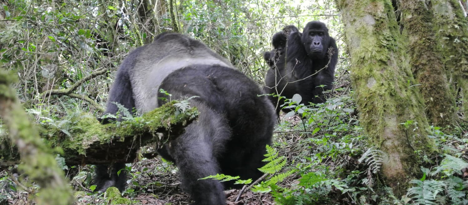Gorilles des plaines de l’Est avec des bébés jumeaux dans le parc national de Kahuzi-Biega