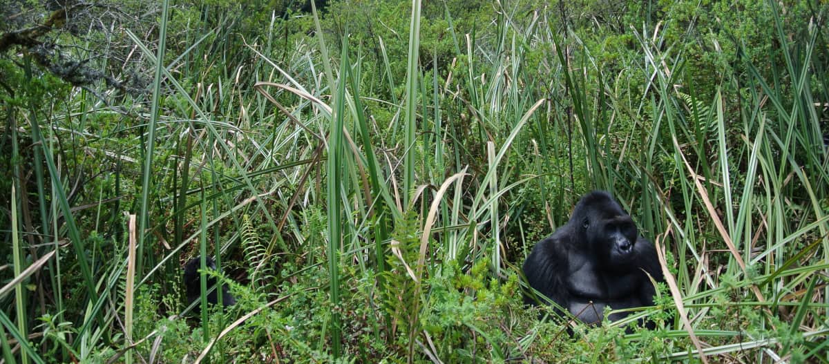 Le gorille dos argenté Bonané au milieu de bambous