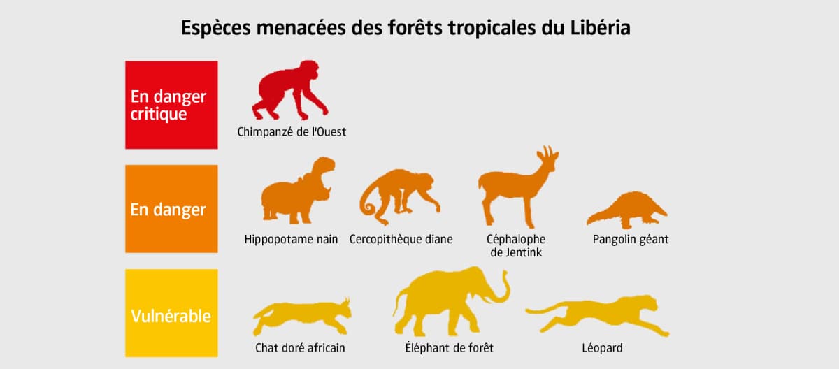 Carte des espèces animales menacées des forêts tropicales du Libéria