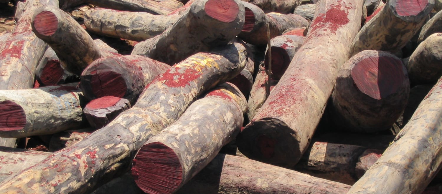 Des grumes de bois de rose abattus illégalement à Madagascar