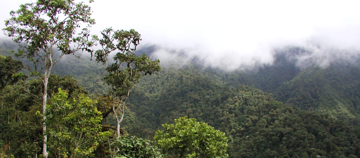 Forêt de nuages dans la région de l’Intag au nord de l’Équateur