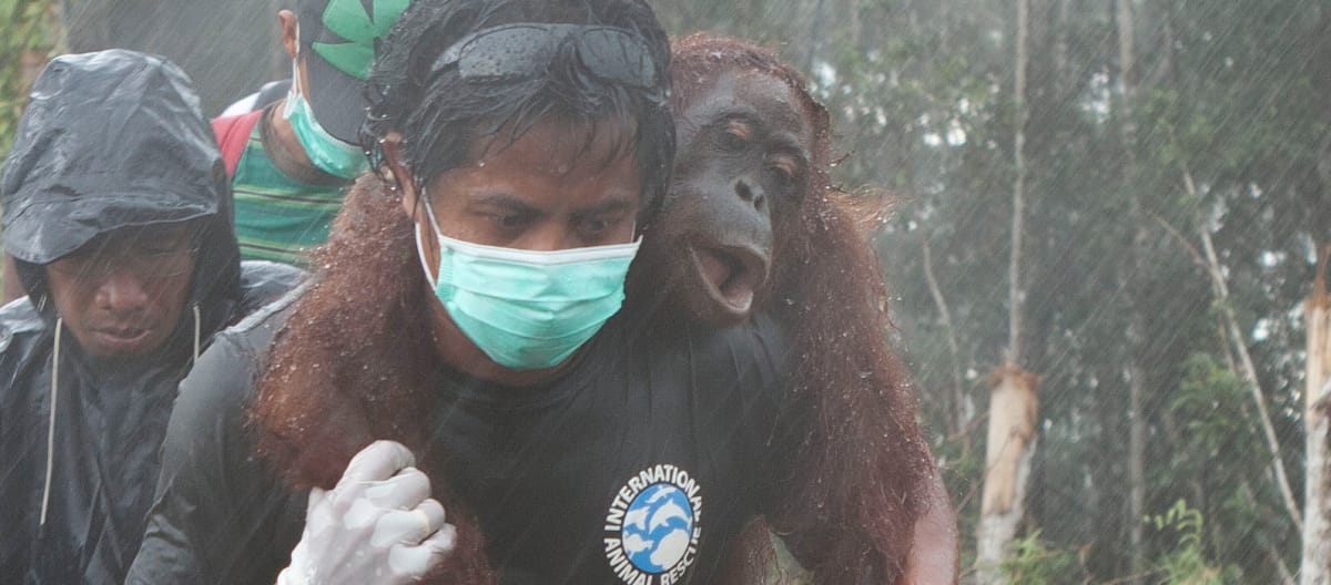 Sur fond de forêt défrichée, l’air grave, trois hommes portent secours à un orang-outan. L’un le transporte sur ses épaules, très concentré malgré la pluie