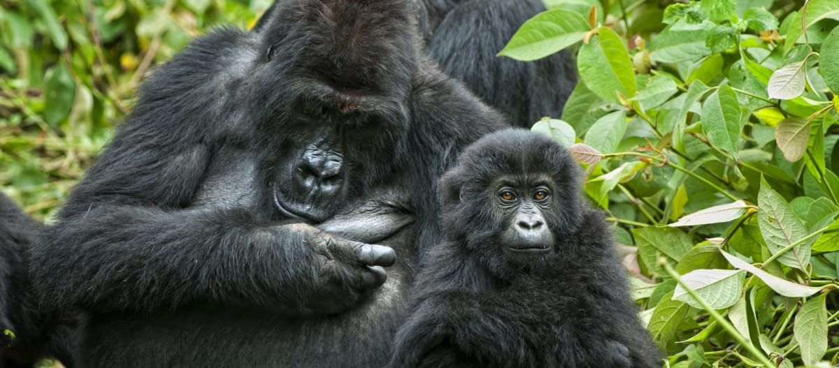 Gorille avec son petit