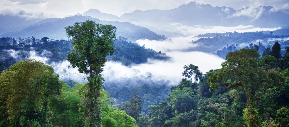 La forêt tropicale de Los Cedros en Équateur