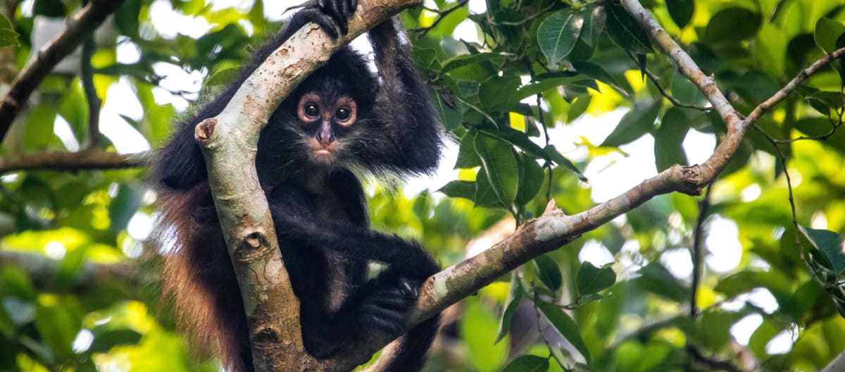 Singe araignée à tête brune accroché à une branche