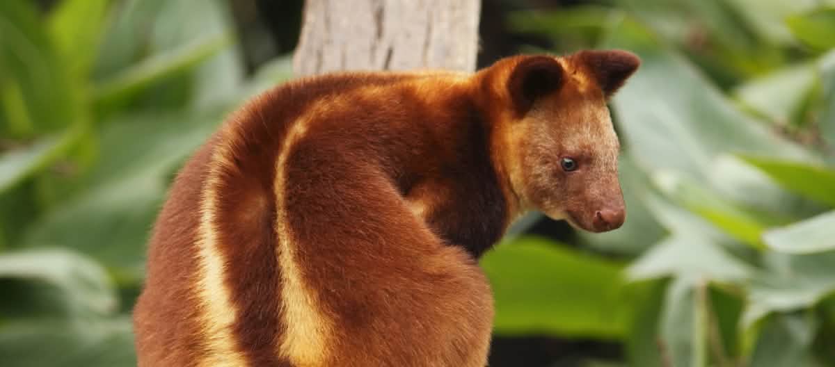 Les kangourous arboricoles sont devenus rares en Papouasie Kangourou arboricole en Papouasie