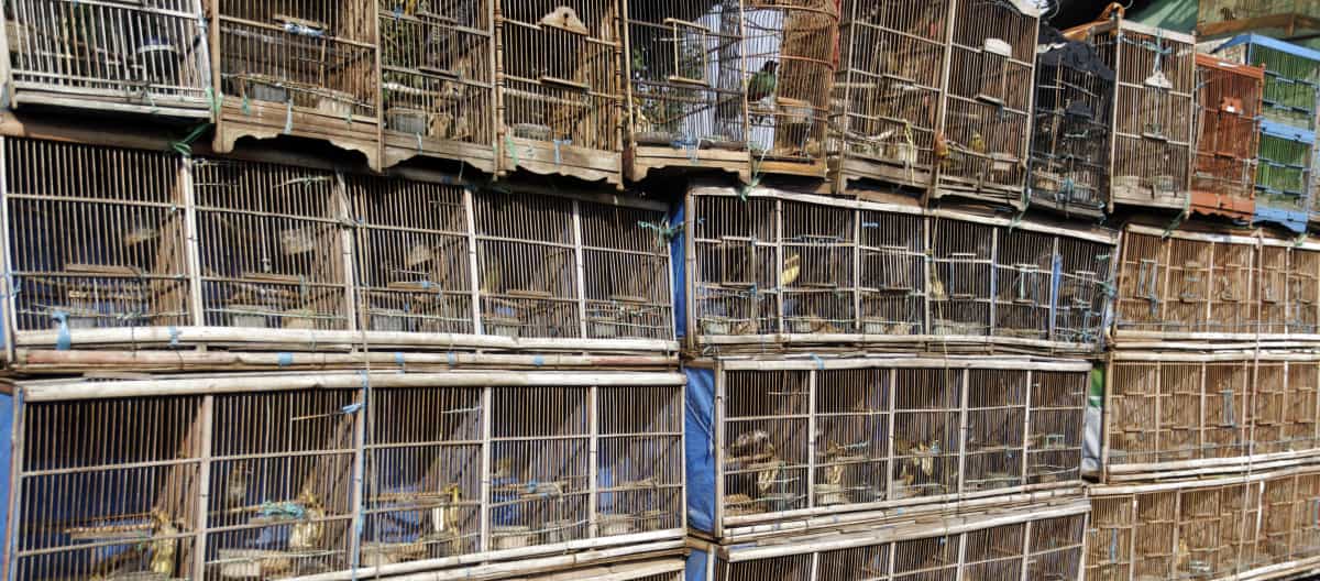 Marché aux oiseaux à Jakarta