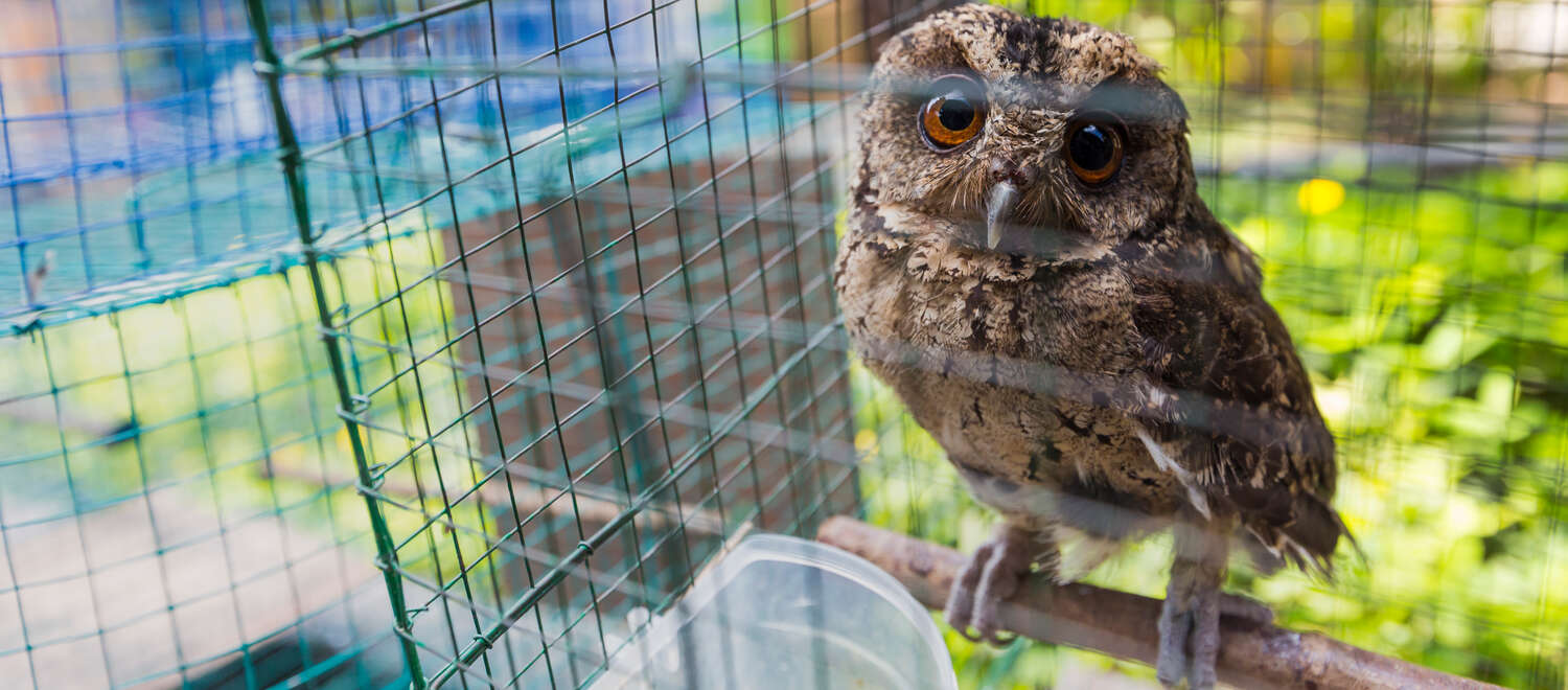 Une chouette dans une cage en Indonésie