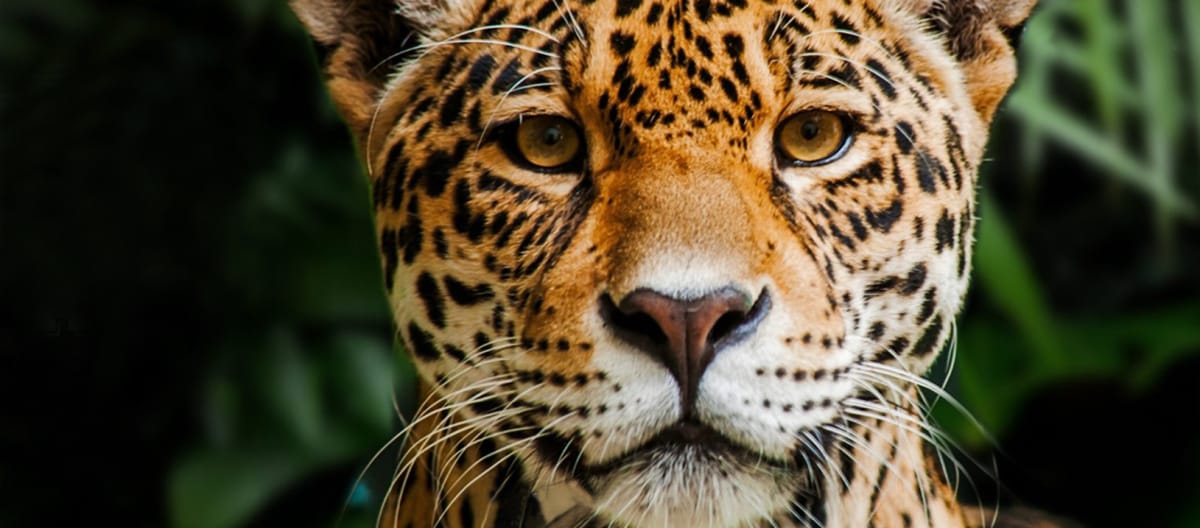 Jaguar dans la Réserve biologique Indio Maíz au Nicaragua