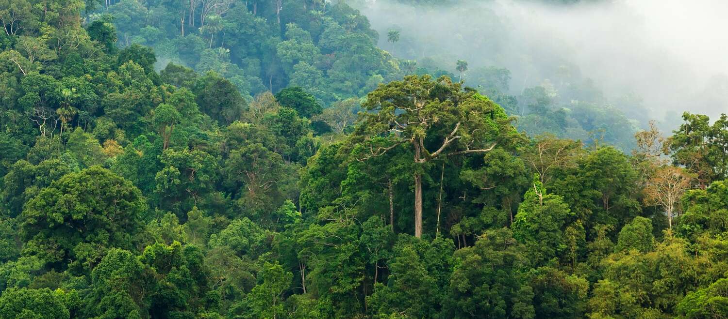 Forêt tropicale luxuriante baignée de brume matinal