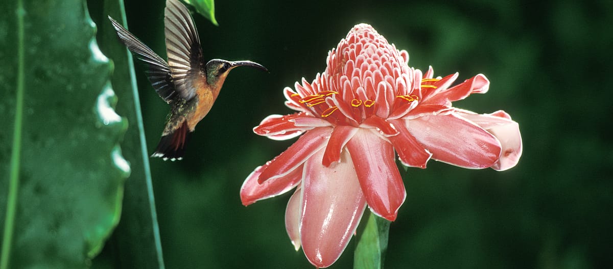 Un colibri vole sur place à proximité d’une fleur rose