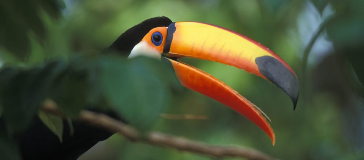 Un toucan géant assis sur une branche dans la forêt tropicale