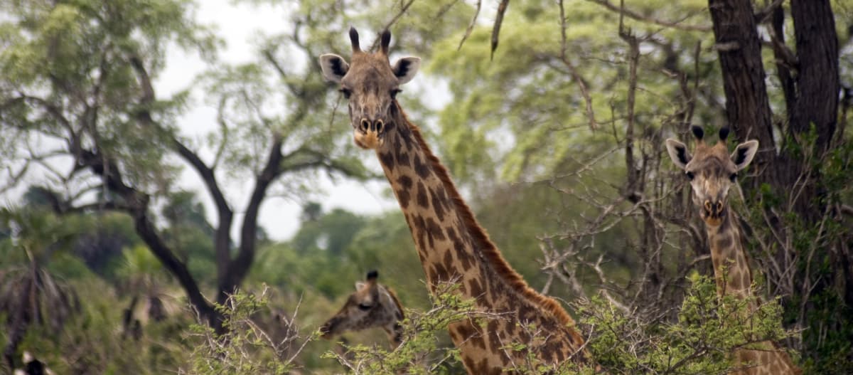 Girafes Masaai dans la Réserve de gibier de Selous en Tanzanie