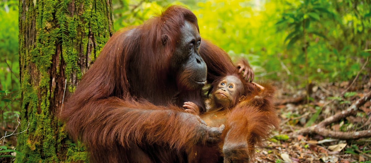 Orang-outan avec son bébé à Bornéo