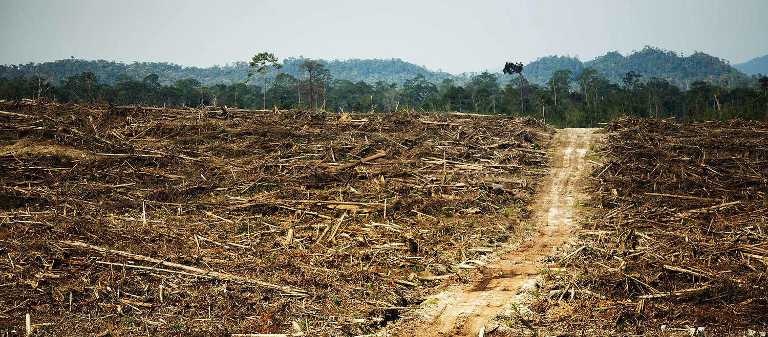 Des terres déboisées devant la forêt tropicale intacte