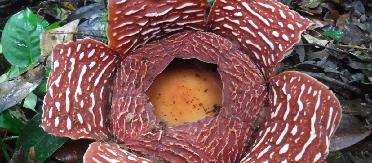 Rafflésie d’Arnold (Rafflesia arnoldii)