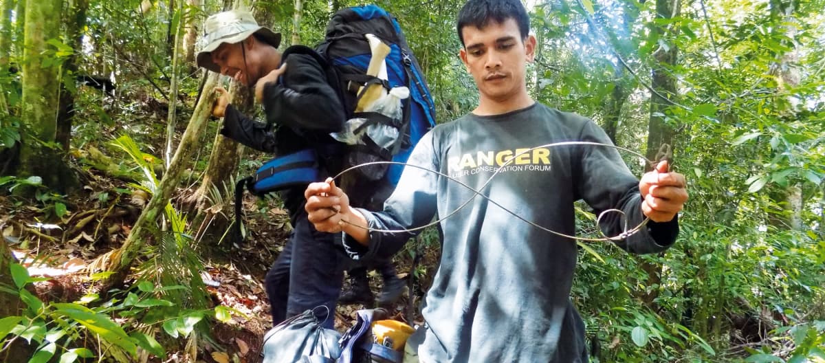 Des rangers désamorcent un piège à nœud coulant