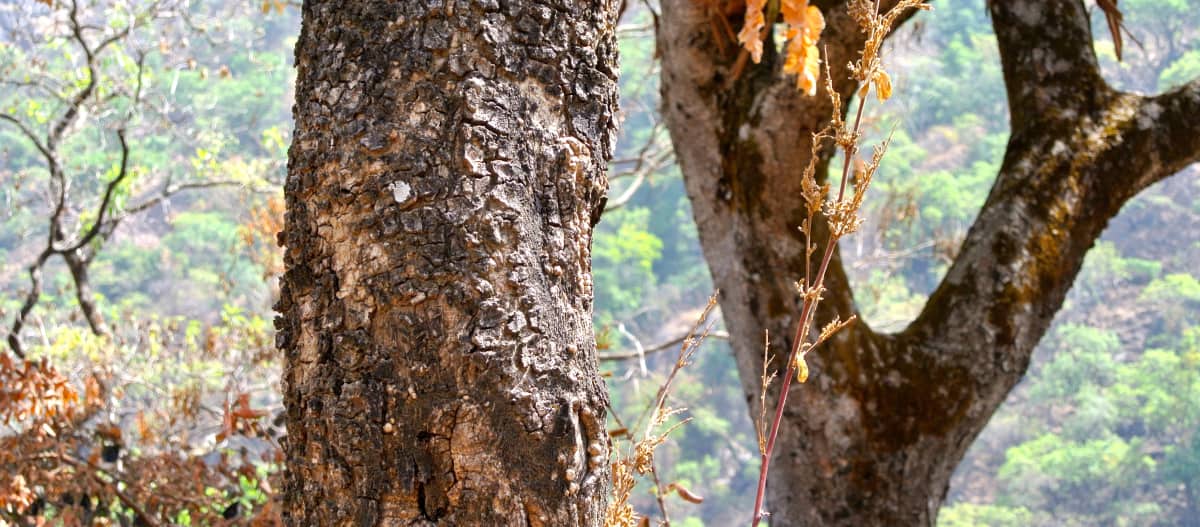 Tronc d’un palissandre dans l’État de Taraba au Nigeria