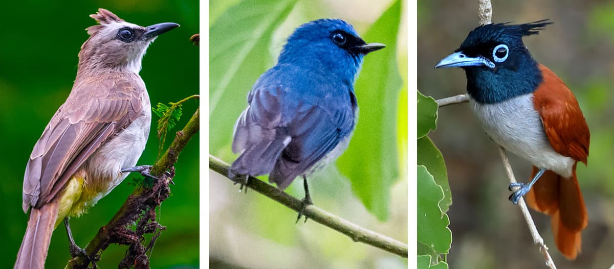 Collage issu du Regenwald Report 04/19 - Sans oiseaux, pas de forêt