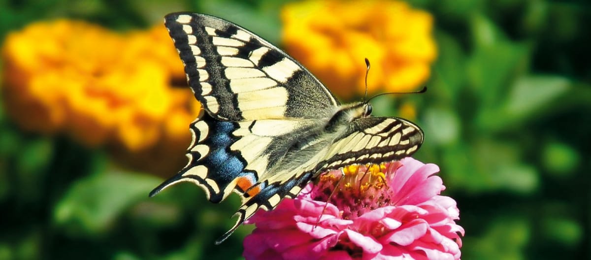 Un papillon Machaon (ou Grand porte-queue) en train de survoler un champ de fleurs jaunes et roses