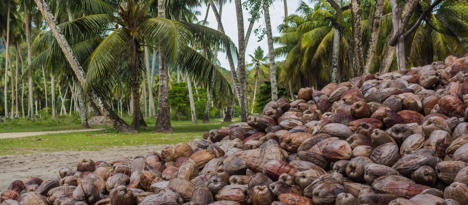 Pile de noix de coco mûres et brunes sur une plantation de cocotiers