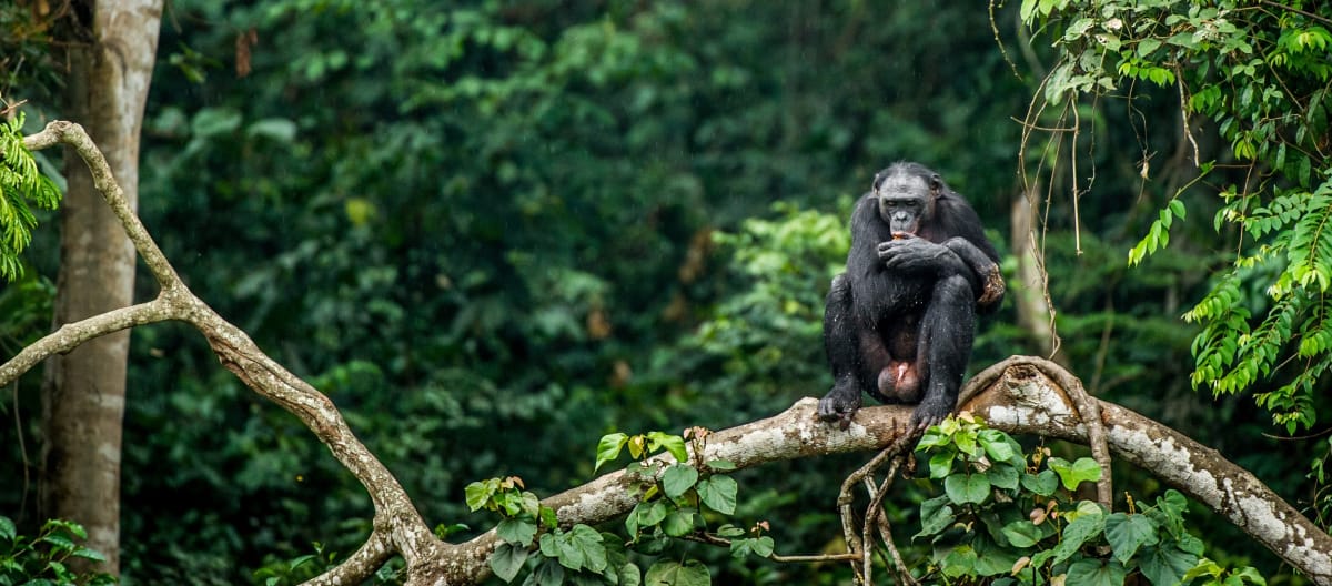 Bonobo assis sur la branche d’un arbre en République Démocratique du Congo