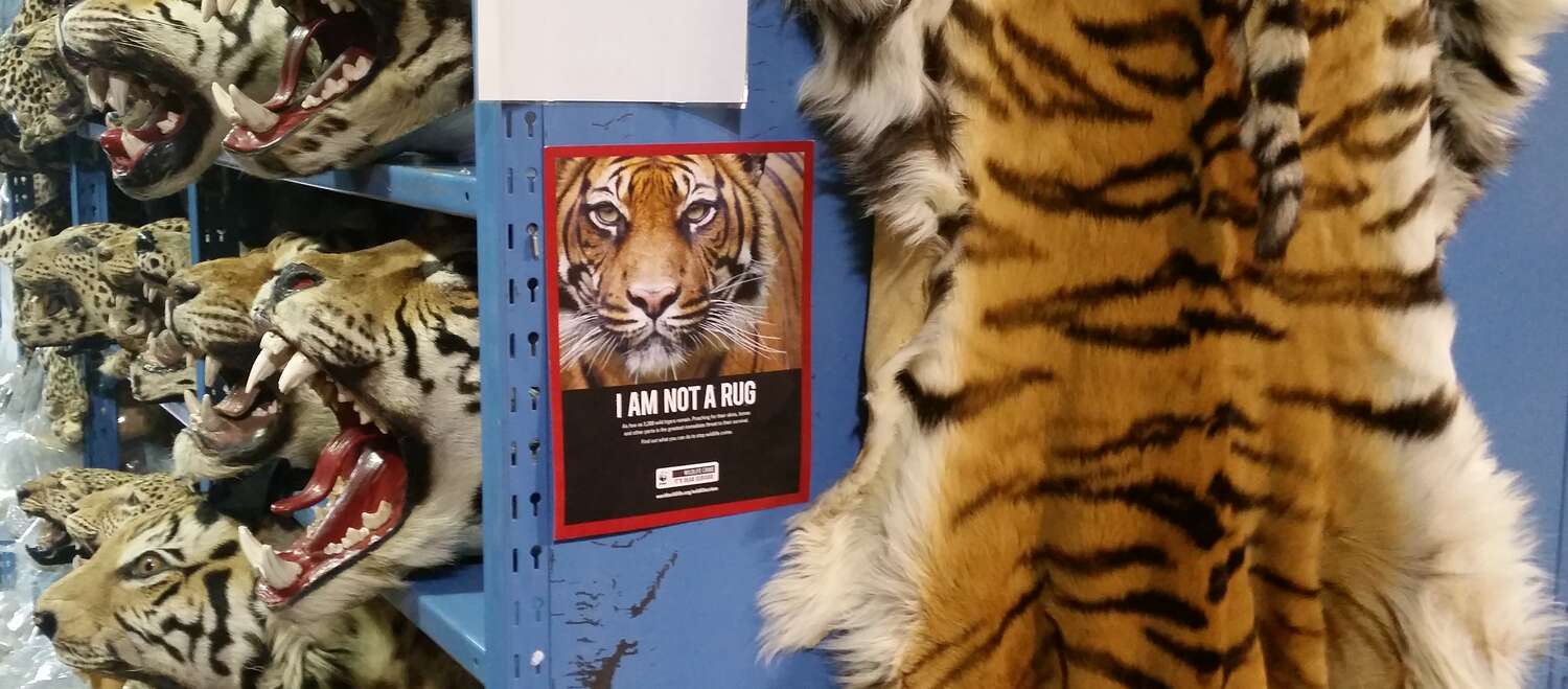 Dépouilles de tigres et autres félins de provenance illégale rangées dans des étagères