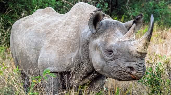 Le rhinocéros noir (Diceros bicornis) est en danger critique d'extinction Rhinocéros noir
