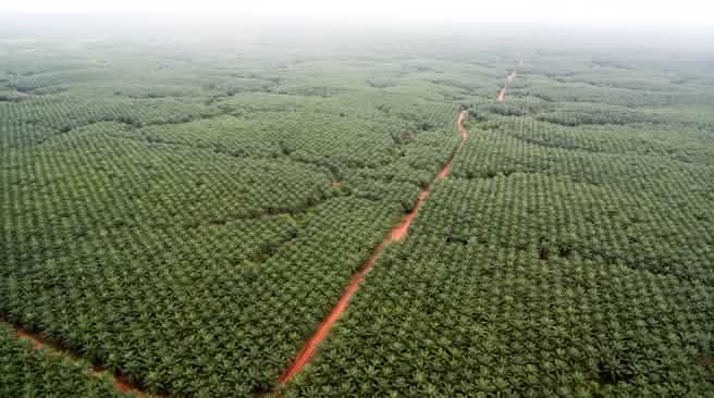 Vue aérienne sur une monoculture d’huile de palme de l’entreprise Korindo