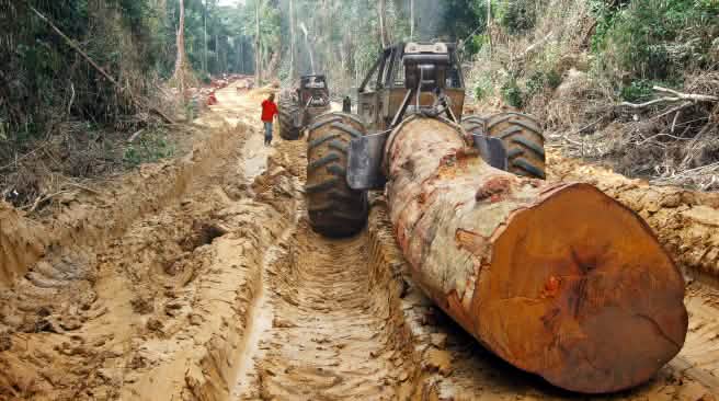 La Norvège financera-t-elle la déforestation en République démocratique du Congo pour « sauver le climat » ? Une grume d'arbre géant transportée sur une route dans une forêt tropicale en Afrique Centrale