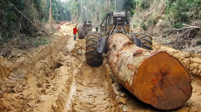 Une grume d'arbre géant transportée sur une route dans une forêt tropicale en Afrique Centrale