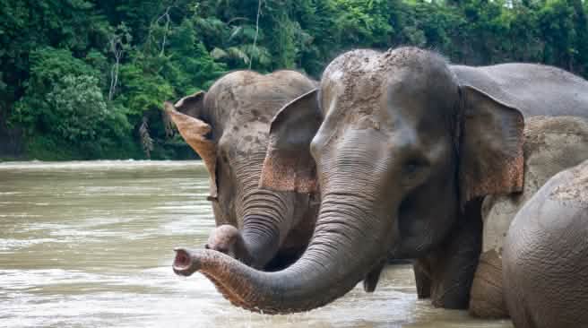 Éléphants de Sumatra Des éléphants de Sumatra se baignent dans un fleuve